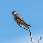 Hobby The Lodge RSPB 13-08-2017-3254