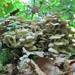 Polyporus umbellatus
