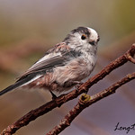 LONG-TAILED TIT // AEGITHALOS CAUDATUS (14cm)