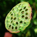 Hiding in the big green open