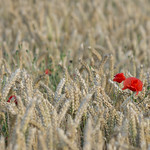 Poppies in the wheat field