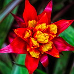 honouring Mulford Foster, the father of the Bromeliad 2