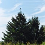 I Spy... A Great Blue Heron tree ornament