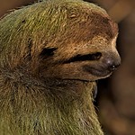 'A slightly slothful smirk...' Sloth Portrait 2