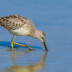 Stilt Sandpiper (Calidris himantopus) - Delta, BC