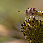 Happy Ambush Bug on Coneflower