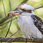 jackass - light snack - (accepted Lake Macquarie National Exhibition 2017)
