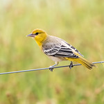 Yellow on a Wire