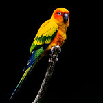 Sun Conure