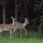 fawns