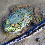Jeremiah was a Bullfrog