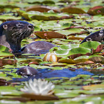 Mom and baby River Otters