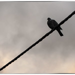 Day 215/365 2017-08-03 like a bird on the wire