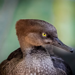 I wish common sense...