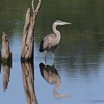 1.02044 Grand H&eacute;ron (immature) / Ardea herodias herodias / Great Blue Heron