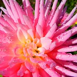 Pink Explosion