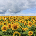 field of sunflowers