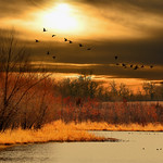 Ducks at Sunset # 124