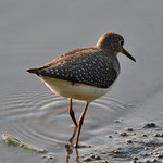 solitary sandpiper