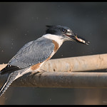 Kingfisher at Swan Lake National Wildlife Refuge - No. 4