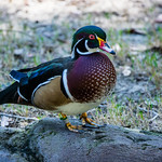 Banded Male Wood Duck