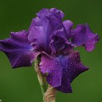 reblooming iris - purple