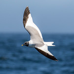 Sabine's Gull, Clayoquot Canyon, BC