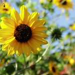 2017-07-28 1812 M00455