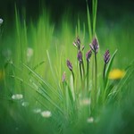 welcome to the jungle