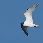 Sabine's Gull-11