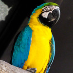 arara-canind&eacute;