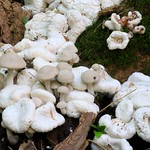 aborted entolomas (Entoloma abortivum) in Winneshiek Co. IA 854A3794