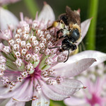 Safe Bet - _TNY_1450