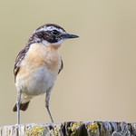 Whinchat