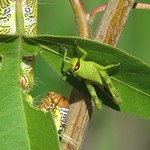 Nymph of a grasshopper (perhaps spur-throated grasshopper, Melanoplus?), with a Lirimiris truncata caterpillar behind the leaf on the left, Montosa Canyon, Tucson area, Aug 2017