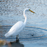 Fresh Catch of the Day