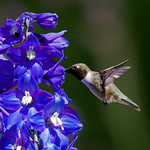Black chinned hummingbird