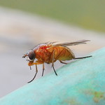 Some kind of fly that saw on my deck