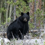 Black Bear