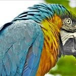 Macaw