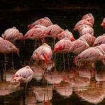 JW_HCC_BronxZoo_10_12_17_219