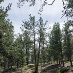 Florissant Fossil Beds National Monument