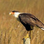 "Instincts Of An Eagle"