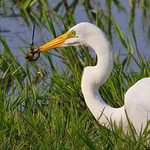 Kill two with one shot.