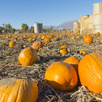 Pick Your Pumpkin