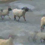 GP25 Flock of Sheep Miss Dog Lt