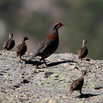 Perdiz-comum (Alectoris rufa)
