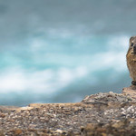 Dassie on the rocks