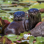 Mama and Baby River Otters
