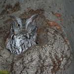 Chroniques d'Angrignon | Le grand retour! Petit-duc macul&eacute; de forme grise au trou no 4 | Parc Angrignon | Arrondissement Sud-Ouest | Montr&eacute;al